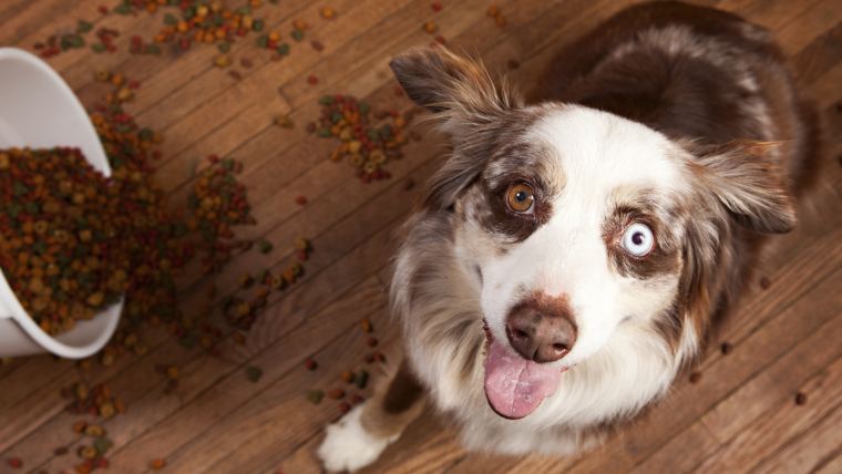 Australian shepherd dog food sale